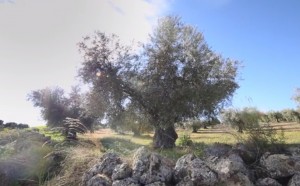 finca LP