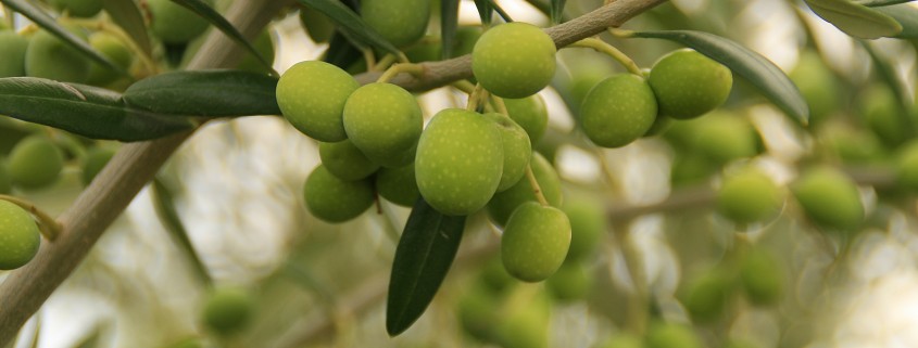 oliva