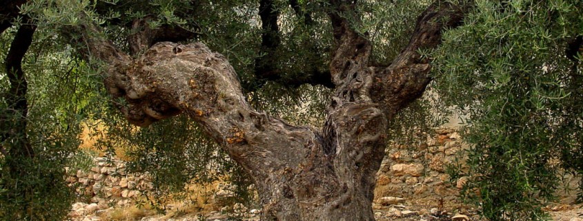 Olivo