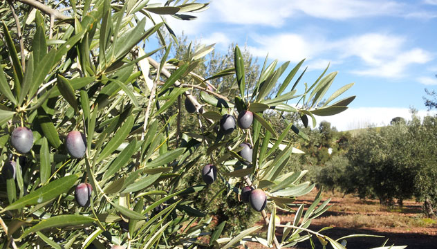 Finca La Pontezuela